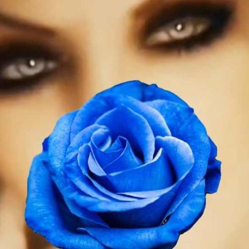 Rose-bleue MYM