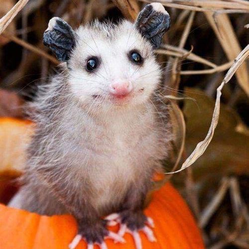 Opossum MYM