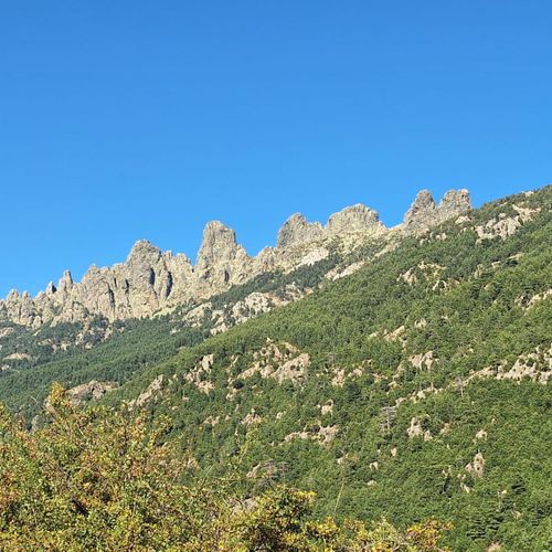 Lalligatoresse MYM