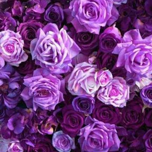 Lyly12_ MYM