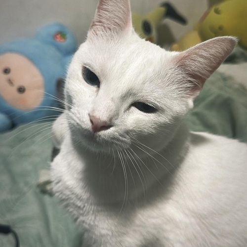 Mira_thecat MYM