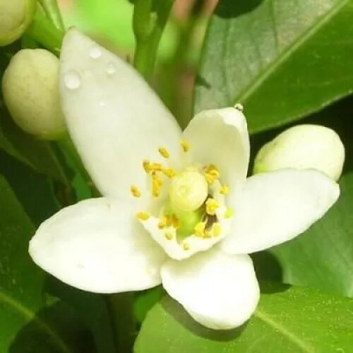 Fleurdeneroly MYM
