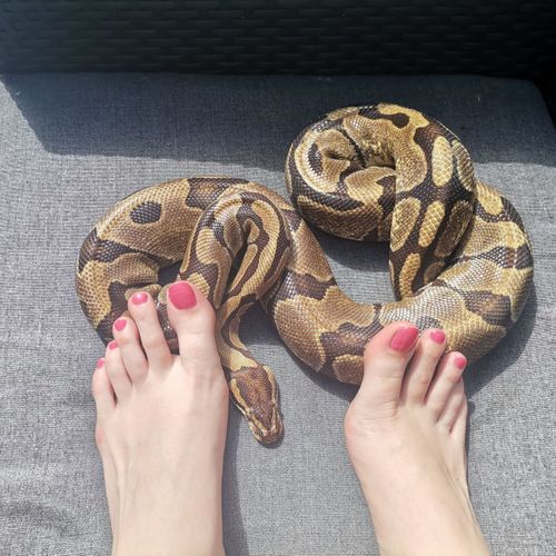 Foot_and_snake MYM