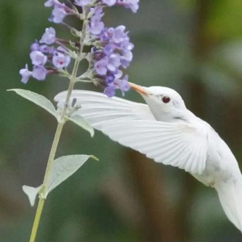 Colibri_blanc MYM