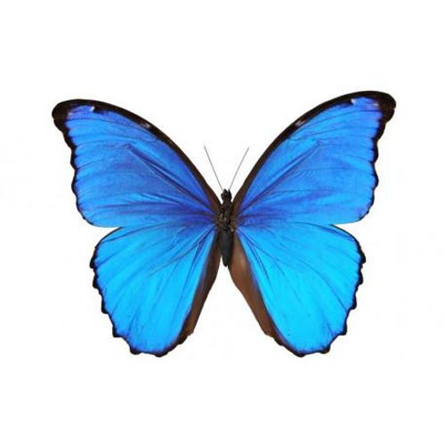 Butterfly- MYM