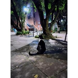 Amagirasol_ MYM
