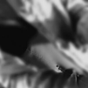 Chou_quette MYM