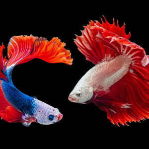 Colin_le_poisson_chat MYM