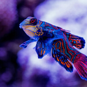 Colin_le_poisson_chat MYM
