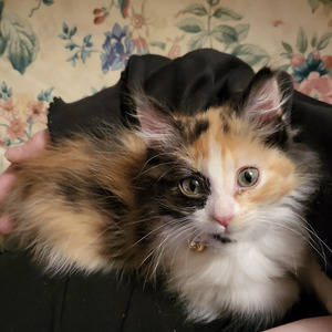 Curiousscorinne MYM