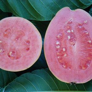 Fruitx_local MYM