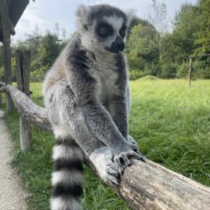 Marionauzoo MYM
