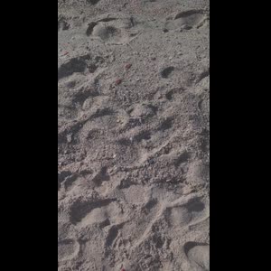 Petitspieds_95 MYM
