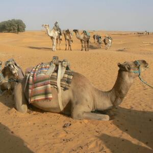 Steftravel MYM