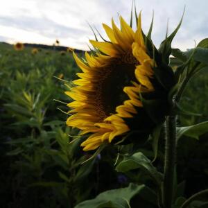 Wildfloweravanic MYM
